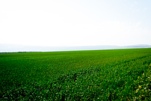 Green Flowers Field