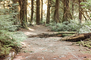 Sunny Woodland Digital Backdrop, a Layer Style Add-On by Wild Honey Design Co. (Thumbnail 2 of 2)