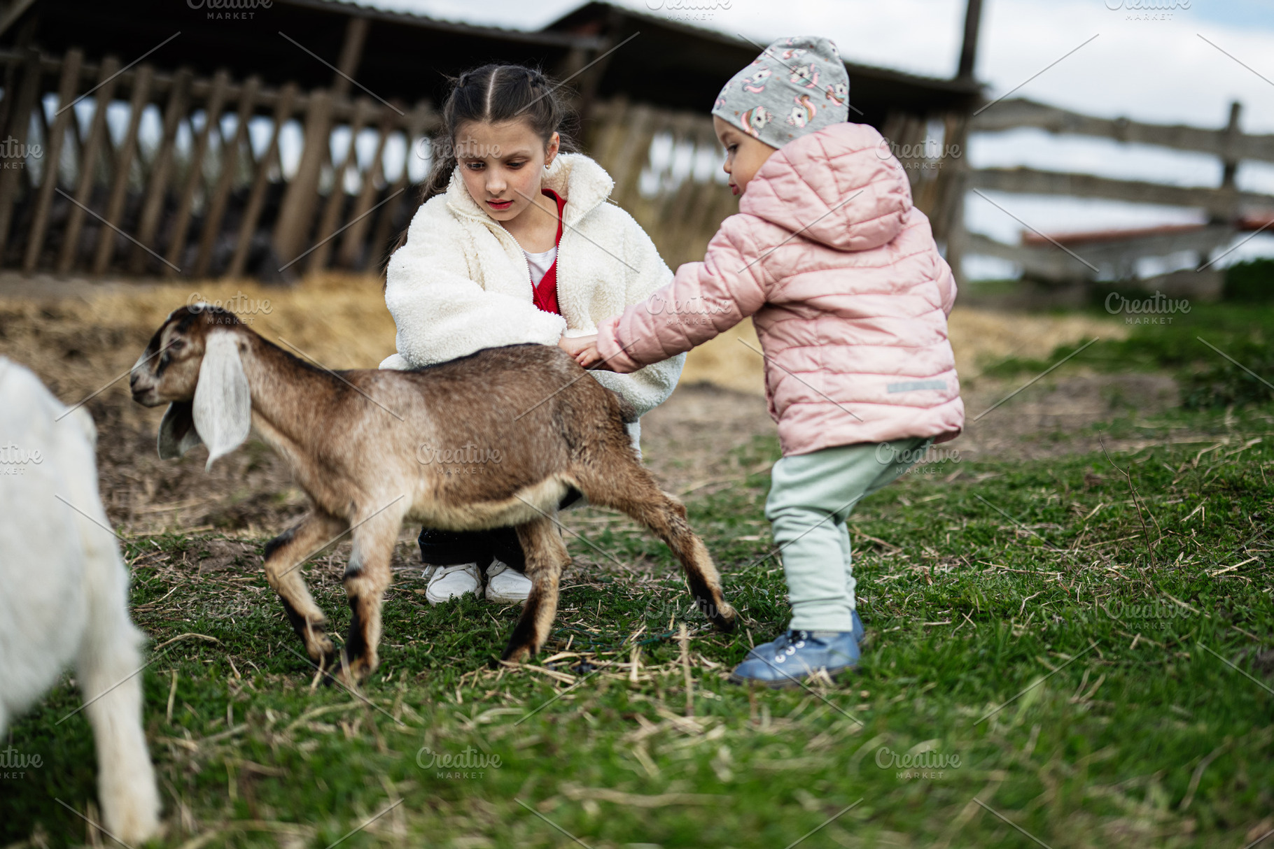 Two children petting a young goat on a grassy farm yard in warm jackets enjoyin, a Person Photo by AS photostudio