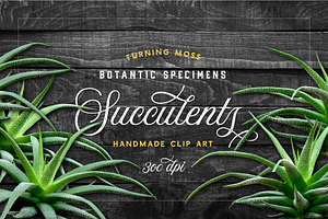 Succulents -Real Haworthia Specimens