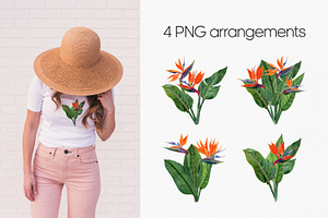 Strelitzia Tropical Watercolor PNG