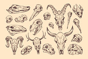 Hand-drawn animal skulls, bones set, an Animal Illustration by PaperTrident (Thumbnail 1 of 3)