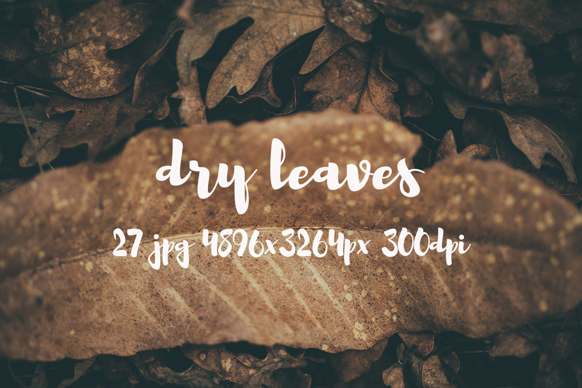 Dry leaves, a Templates & Theme by ApertureVintage (Photo 5 of 16)