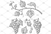 Bunch grapes vector engraving, a Food Illustration by MoreVector (Thumbnail 1 of 3)