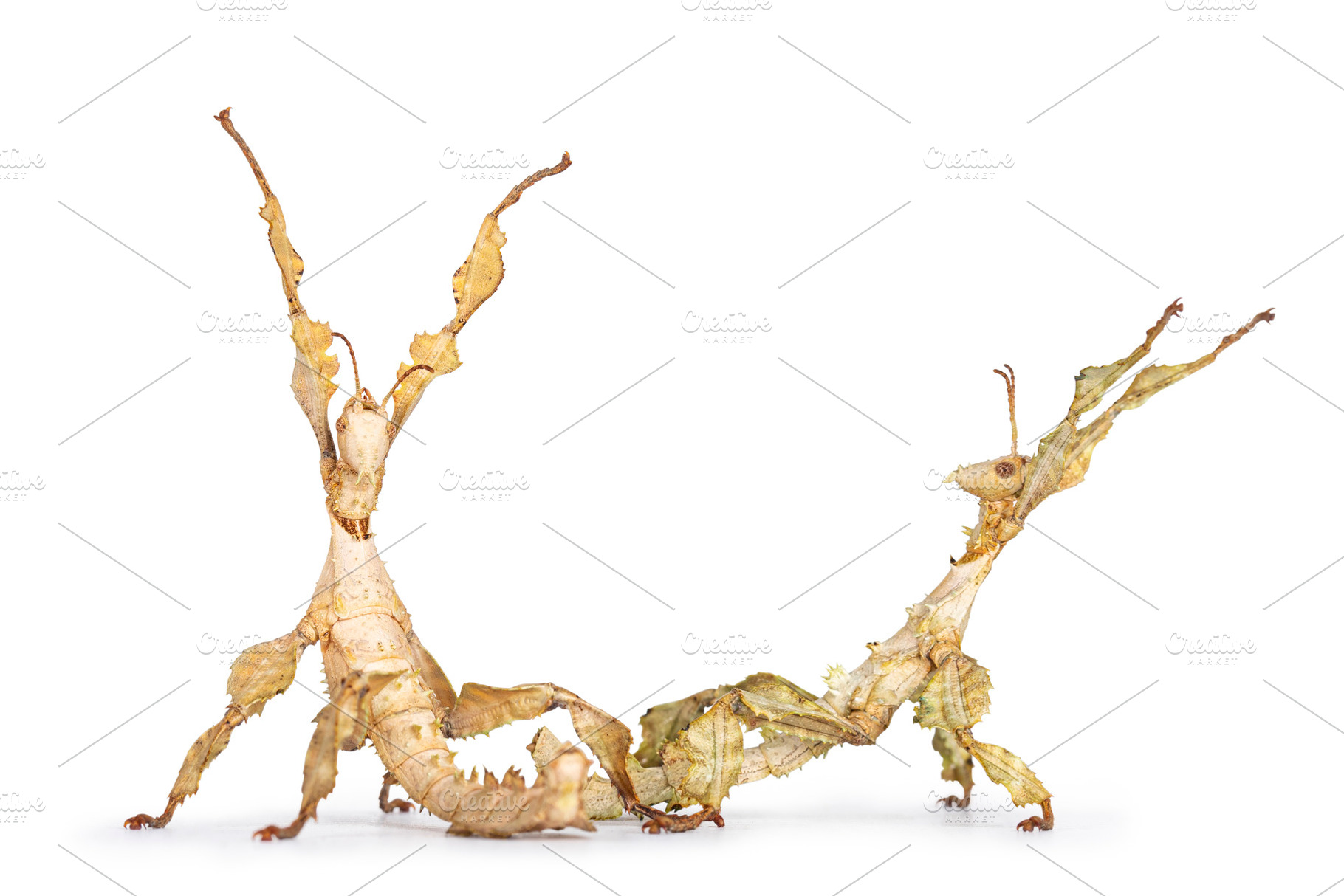Spiny leaf insect on white background, an Animal Photo by Cat'chy ...
