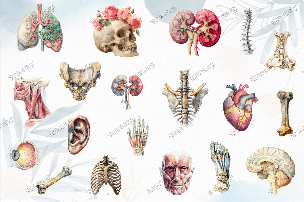 Antique Anatomy Overlays Set 2, a Graphic by designcity5 (Photo 4 of 4)