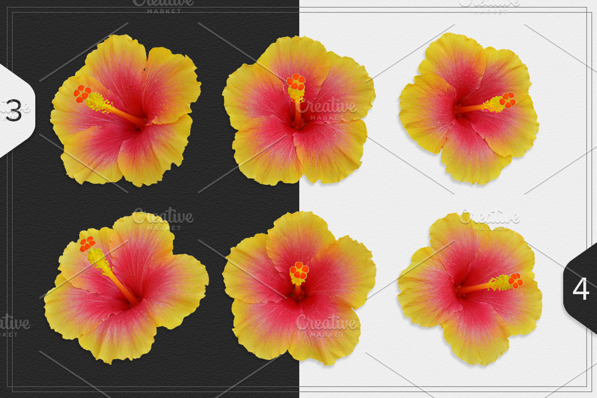Hibiscus Flower isolated, an Object Graphic by pixelworkz (Photo 3 of 4)