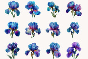 Wild Iris Clipart, an Illustration by Designworld (Thumbnail 4 of 10)