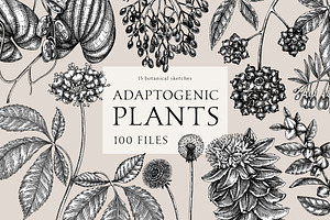 Adaptogenic Plants Collection