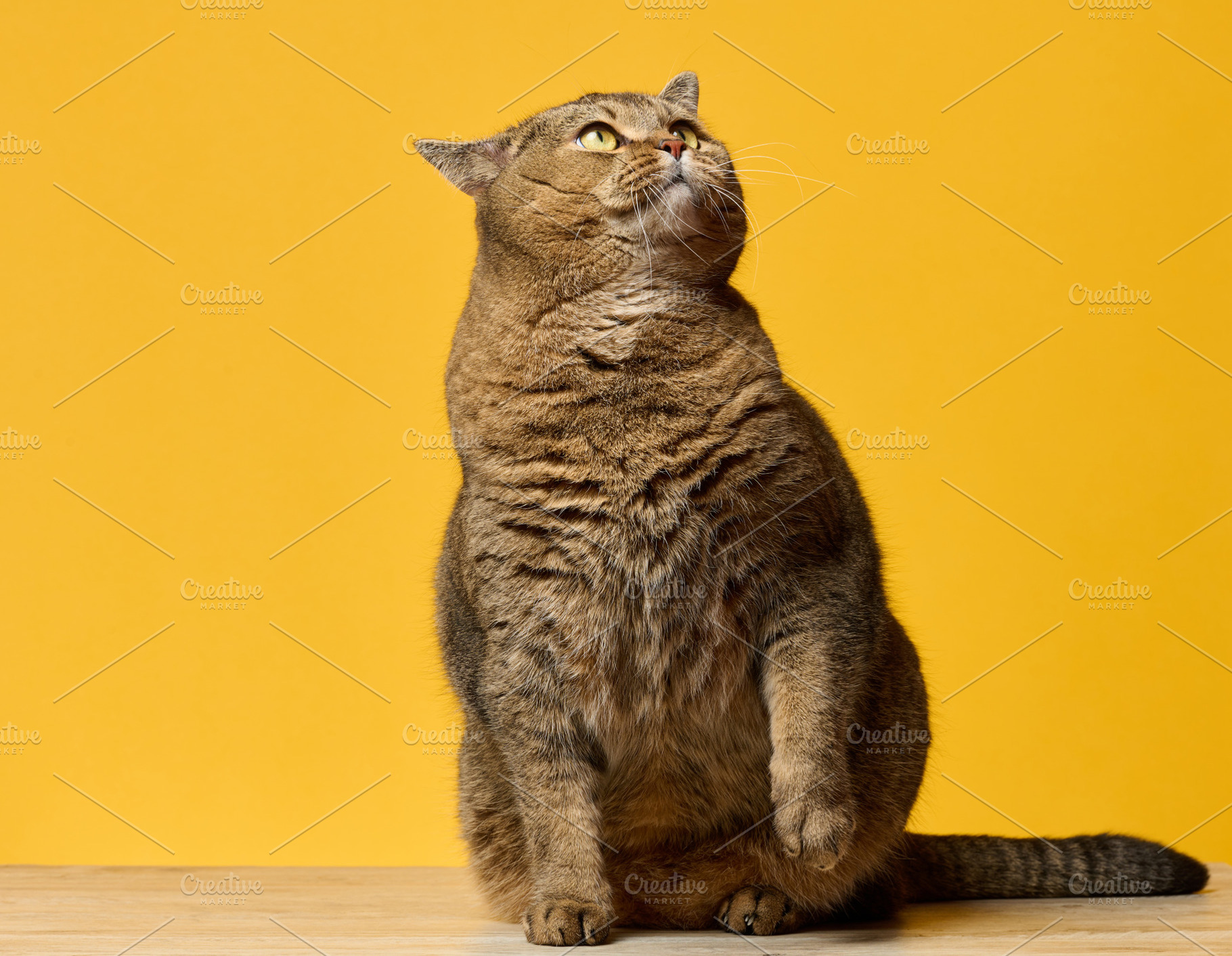 A cute adult straight-eared Scottish breed gray cat sits on a ye, an Animal Photo by ndanko