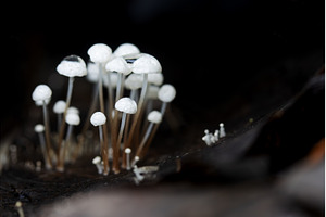 Macro shot of small white mushrooms, an Animal Photo by Pakosta