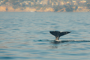 Whale