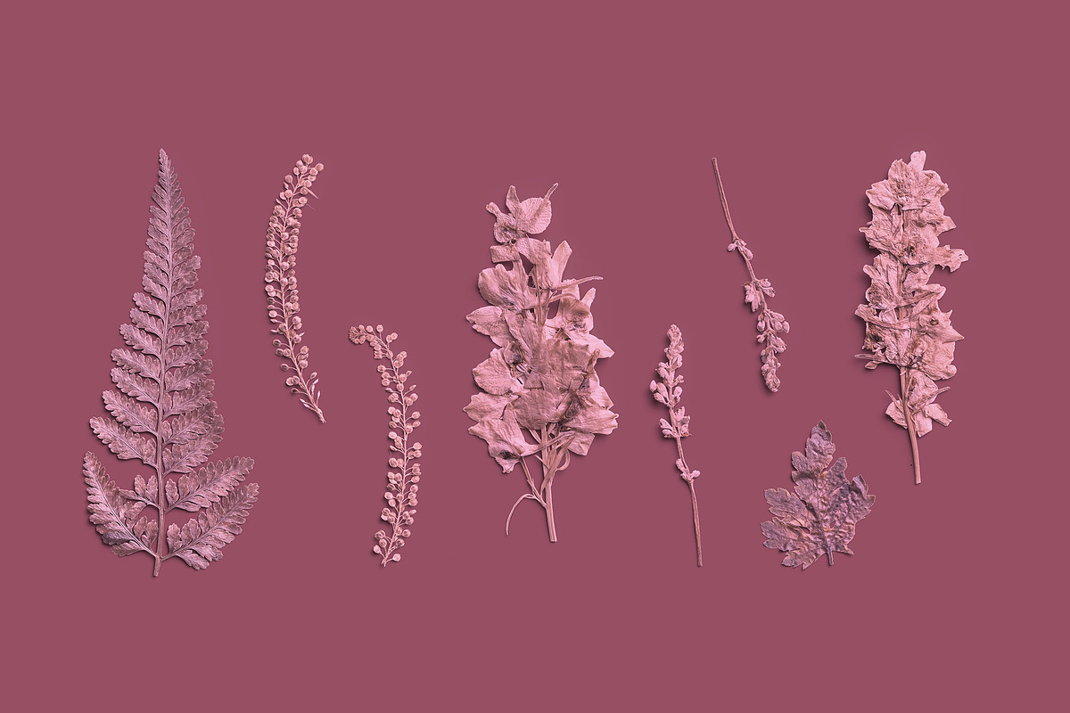 Rose Quartz Pressed Botanical PNG, an Object Graphic by Custom Scene (Photo 1 of 8)