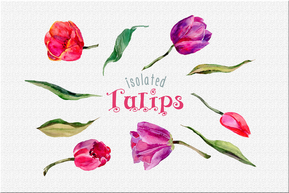 Tulips PNG watercolor flower set, a Seasonal Illustration by WatercolorPNG.com (Photo 7 of 7)