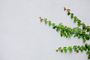 Leaves and old walls stock photo containing abstract and ancient