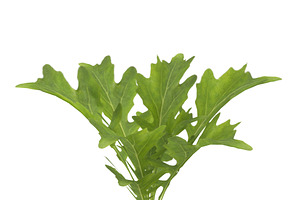 Arugula