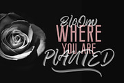 Pattaya SVG & Script Regular, a Script Font by Typenations (Thumbnail 8 of 9)
