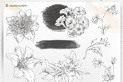 Regency flowers hand-drawn clipart, a Decorative Illustration by Depiano (Thumbnail 3 of 10)