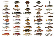 500+ Vintage Fish Illustrations, an Illustration by Dene Studios (Thumbnail 6 of 15)