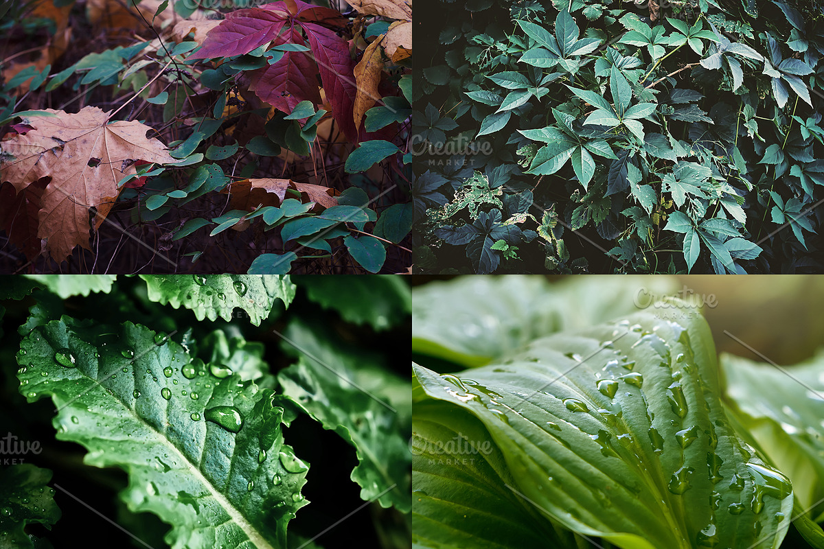 Green leaves Bundle, a Nature Photo by Vladimir Kazimirov (Photo 8 of 10)
