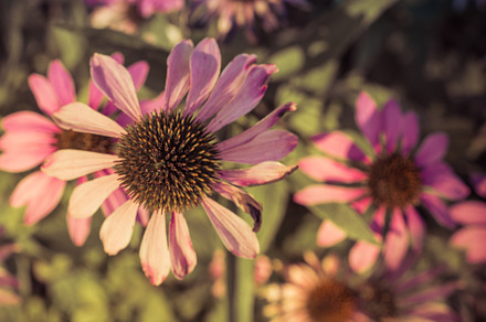 Late Summer Echinacea Flower
