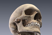 Human skeleton rigged, a Characters & Person 3D Model by konstantin.ermolaev (Thumbnail 10 of 27)