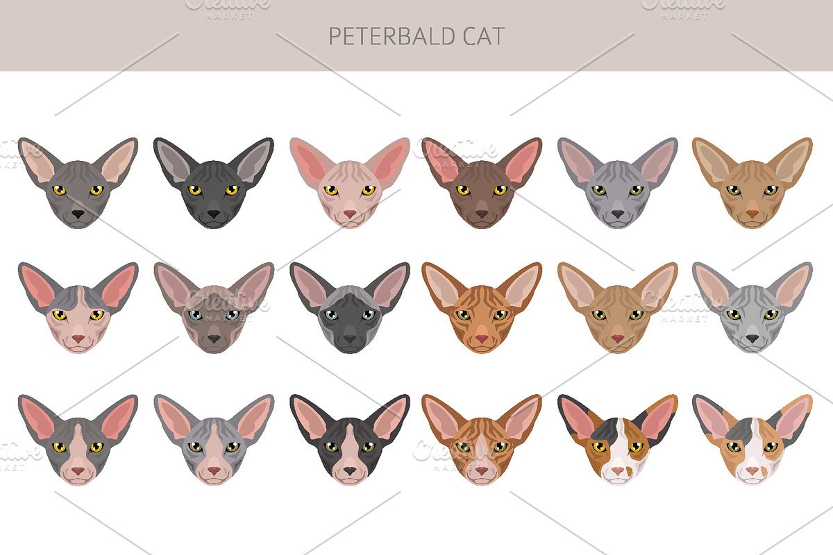 Peterbald cat, an Animal Illustration by pet design shop (Photo 5 of 6)