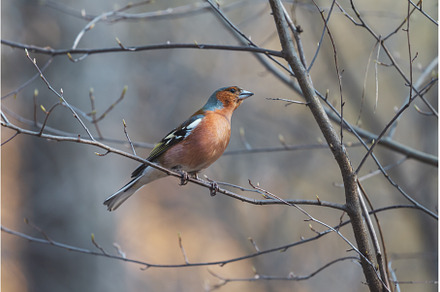 wild bird in spring forest, an Animal Photo by Pakosta