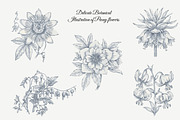 23 Collection - Peony Flowers, an Illustration by By_Pedram (Thumbnail 4 of 6)