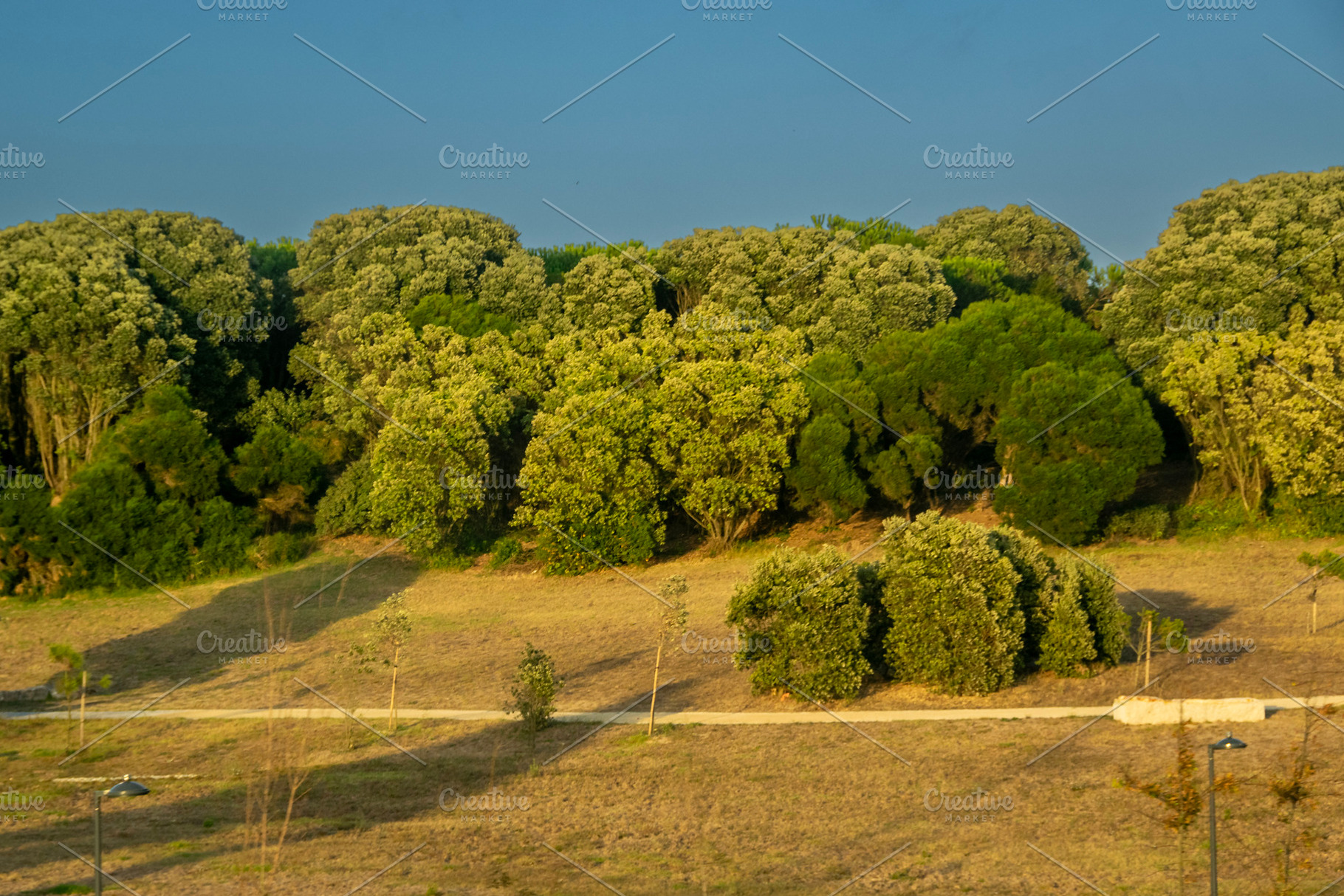 Frontal view of rolling green hills with clusters of tall trees, a Nature Photo by DanFLCreativo