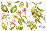 Feijoa Graphic & Watercolor clipart, a Food Illustration by Ann Astro (Thumbnail 4 of 10)