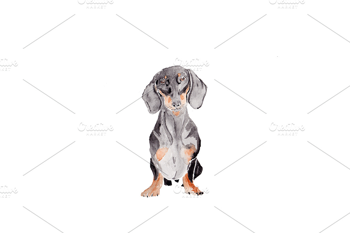 Dachshund Dog Illustration, an Illustration by Foxery Digital (Photo 2 of 5)