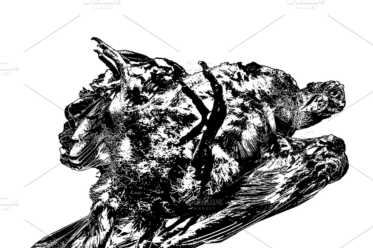 Dead bird isolated graphic, an Animal Illustration by DanFLCreativo