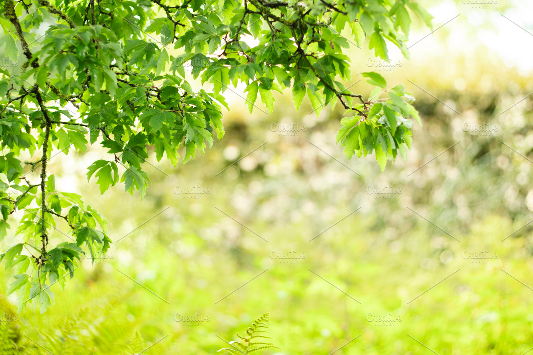 Hanging Spring Green Leaves Frame, a Nature Photo by René Jordaan Photography