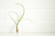 The Airplant Collection, a Nature Photo by Greenleaf Images (Thumbnail 5 of 7)