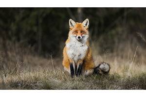 Calm red fox sitting on meadow in