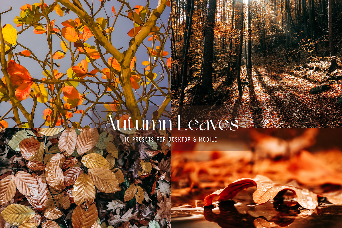 10 Autumn Leaves Lightroom Presets, a Preset Add-On by RamsaGraphi (Photo 1 of 10)