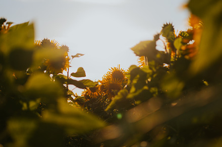 Sunflower field, sunset light