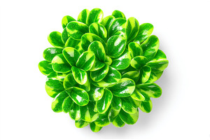 A cluster of sesame microgreens is, a Nature Photo by ZinetroN
