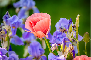Red spring poppy with iris flowers, a Nature Photo by Nature and travel