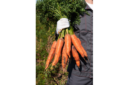 Farmer hands in gloves holding bunch, a Food & Drink Photo by Jan Jack Russo Media
