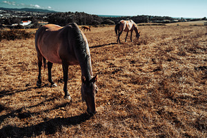 Horses Grazing Near the Coast, an Animal Photo by SkyNext