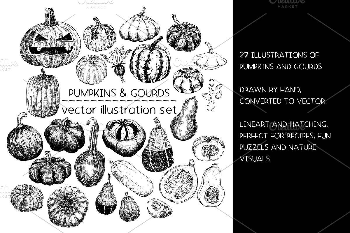 Pumpkins & Gourds - illustrations, a Food Illustration by Renée from Studio neetje (Photo 2 of 5)
