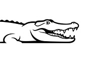 Crocodile Alligator Vector Bundle, an Illustration by jahid234 (Thumbnail 48 of 51)