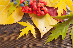 Autumn leaves and berries, a Nature Photo by Artspace