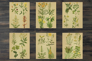 Vintage Field Plants