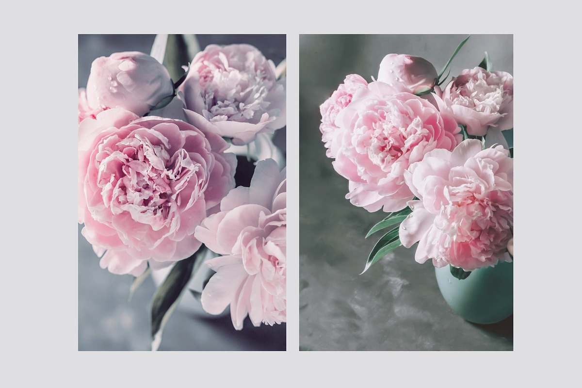 Pink Peonies Collection, an Arts & Entertainment Photo by Anntuan (Photo 4 of 10)