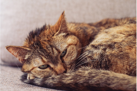 Displeased red tabby cat lies on the