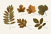 Autumn Leaves Clipart - 59 Images, an Object Illustration by Century Library (Thumbnail 5 of 10)