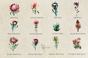 Watercolor Fynbos Flowers, a Decorative Illustration by Karliefie (Thumbnail 2 of 7)
